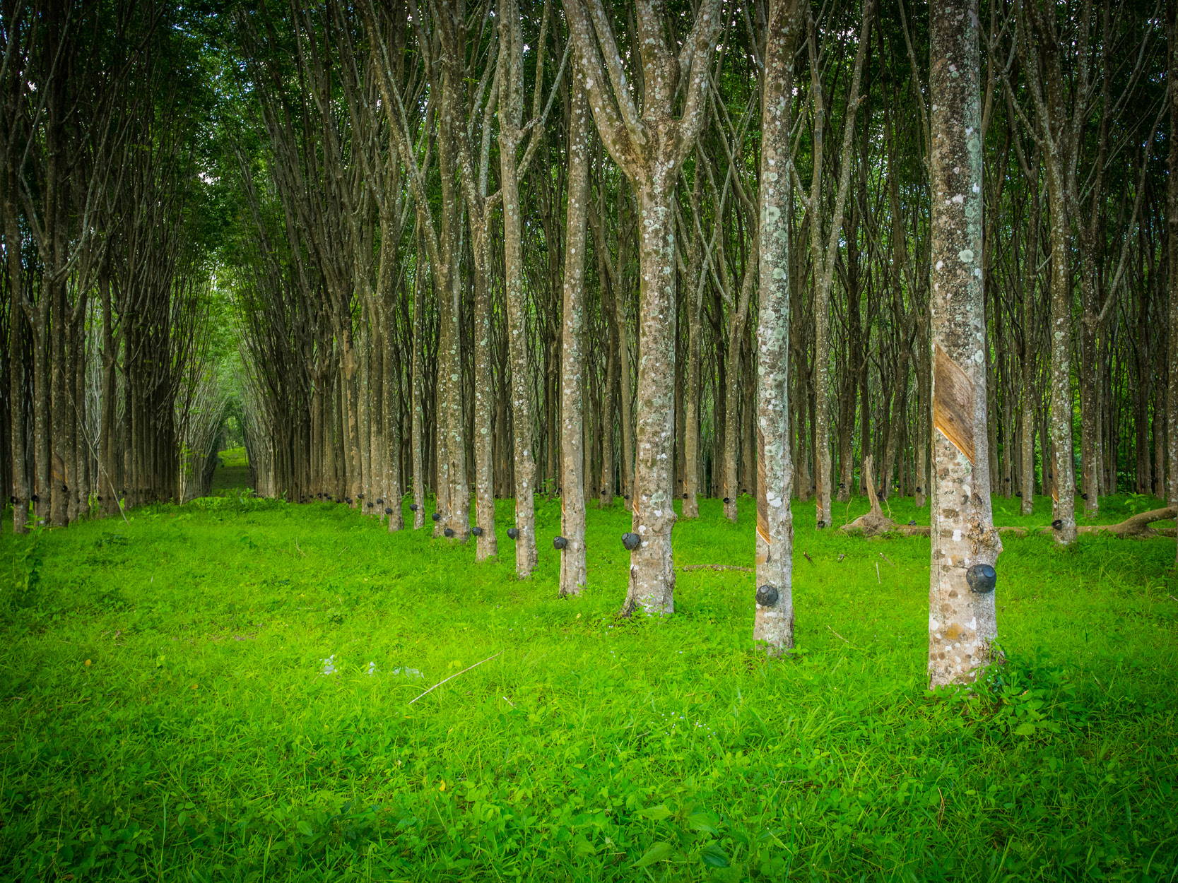 Forest of latex rubber trees. Image