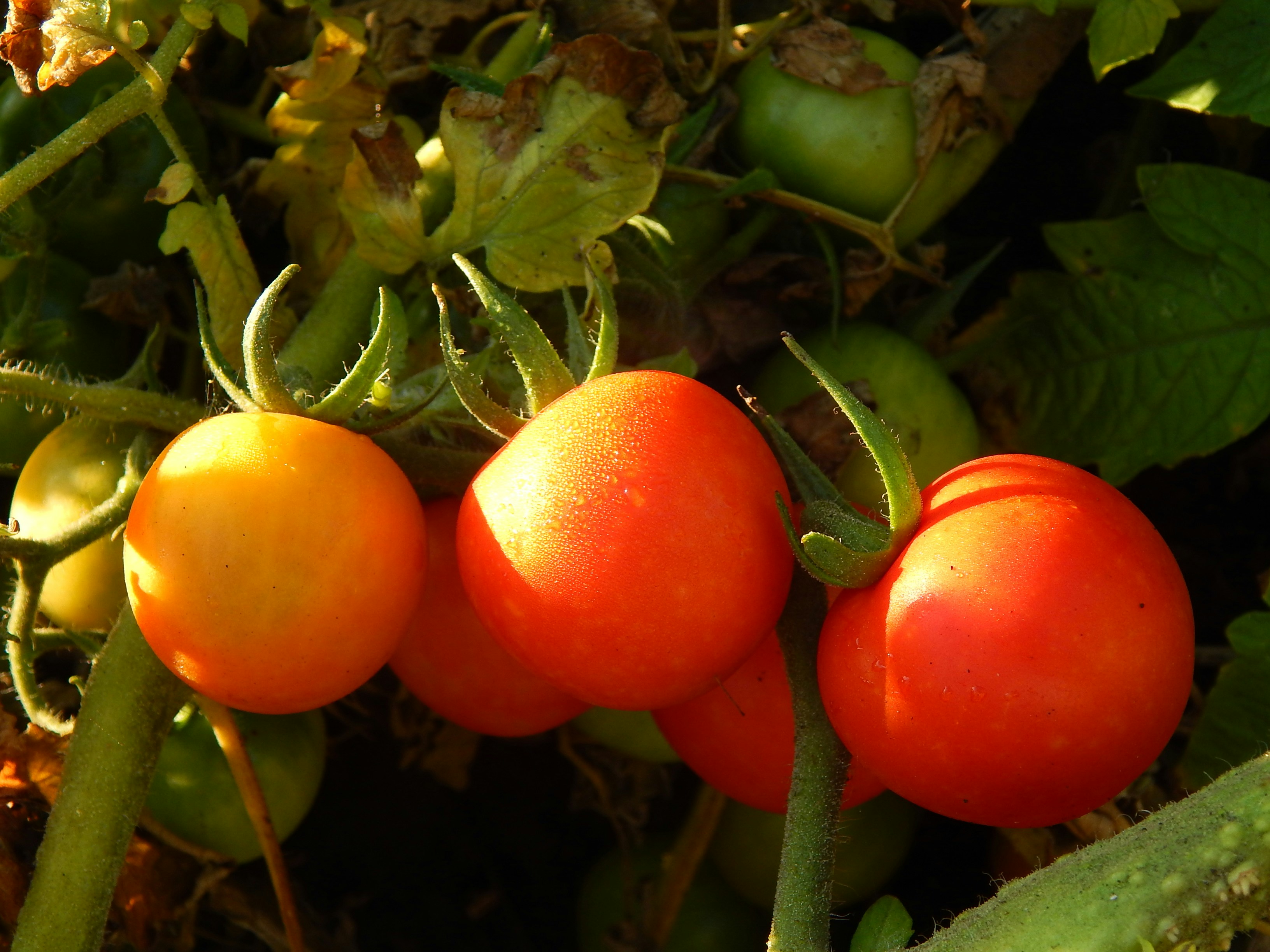 Ripe cherry tomatoes in the sun surrounded by green leaves and stems