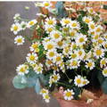 Chamomile Bouquet