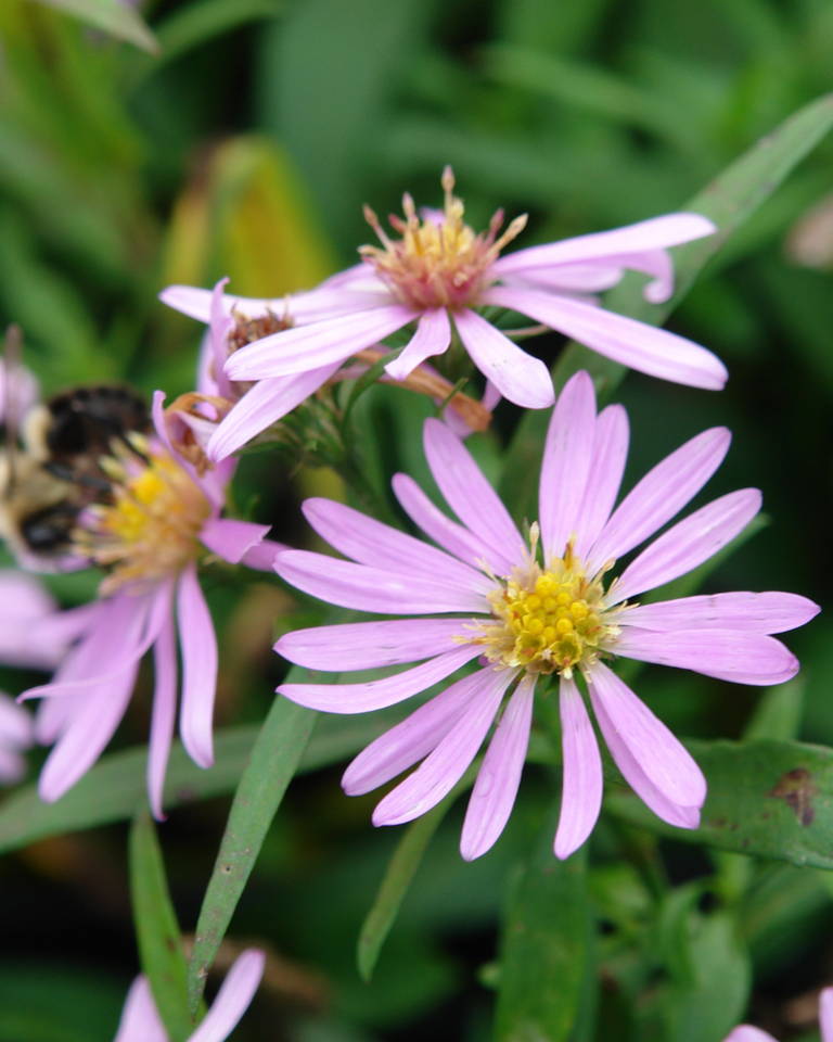 Pink aster flowers with prominent yellow centers