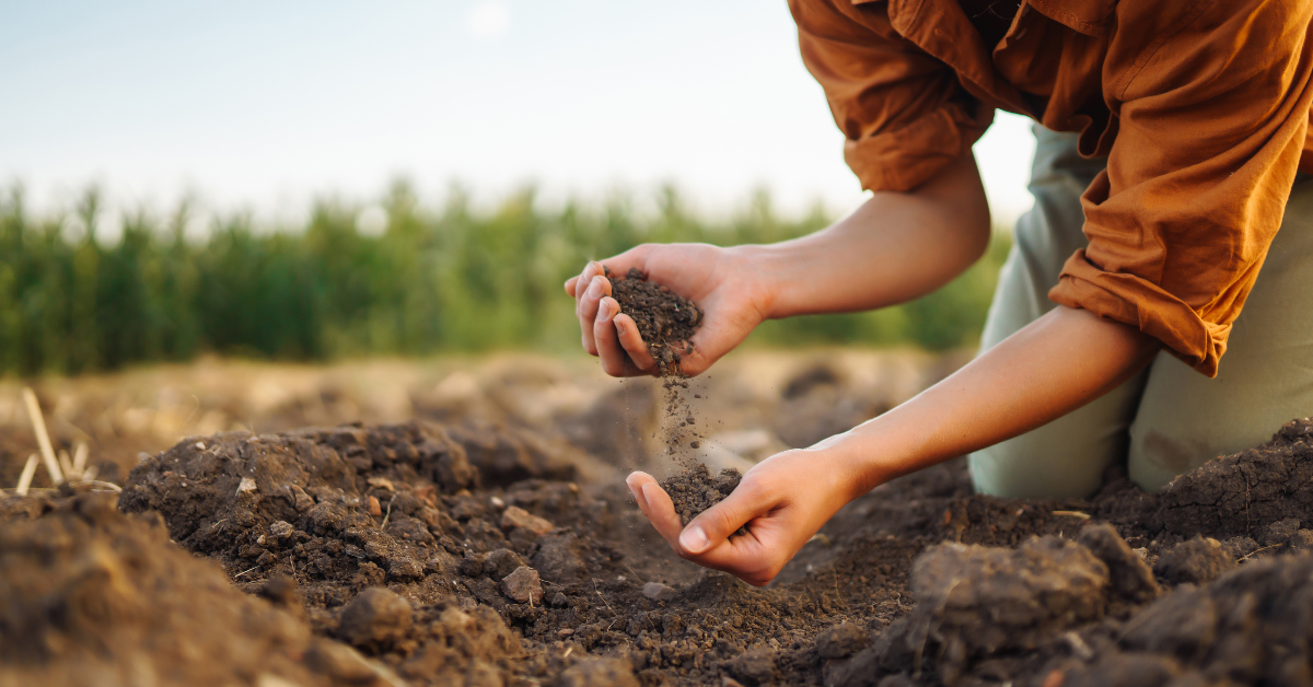 Hands sifting soil