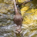 really cool picture of an otter slipping through the water with its lower back and head above the surface