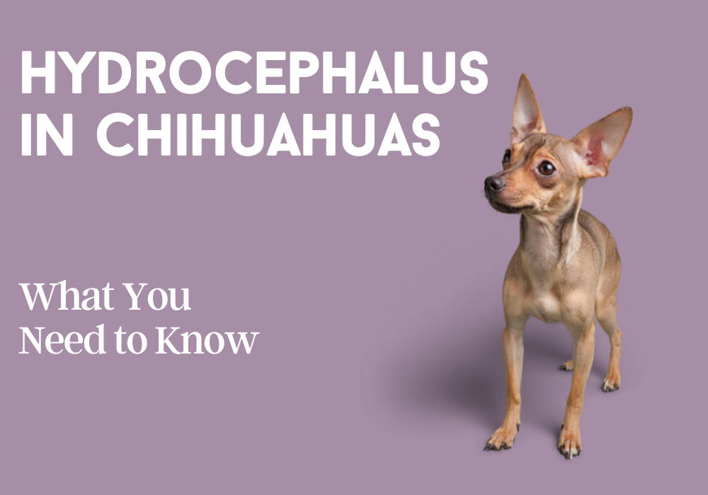 hydrocephalus chihuahua