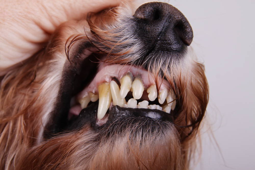 Closeup of fingers pulling a dog's upper lip back to reveal gum disease and tooth decay causing dog bad breath