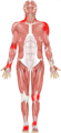 Anatomical human body highlighting all the areas the meteor helps.