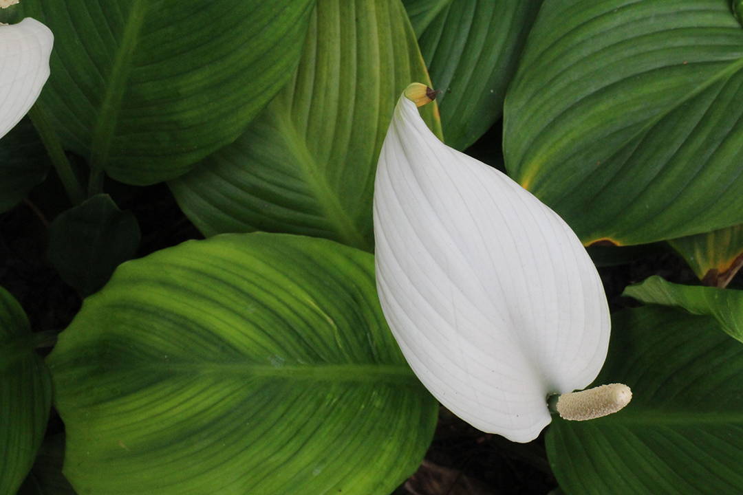 Peace lily, Biophilia, Bophilic design