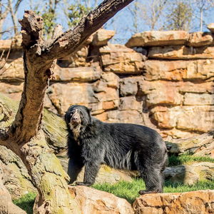 Zoo Membership