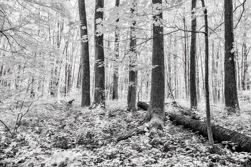Black and white photo of the sacred grove.