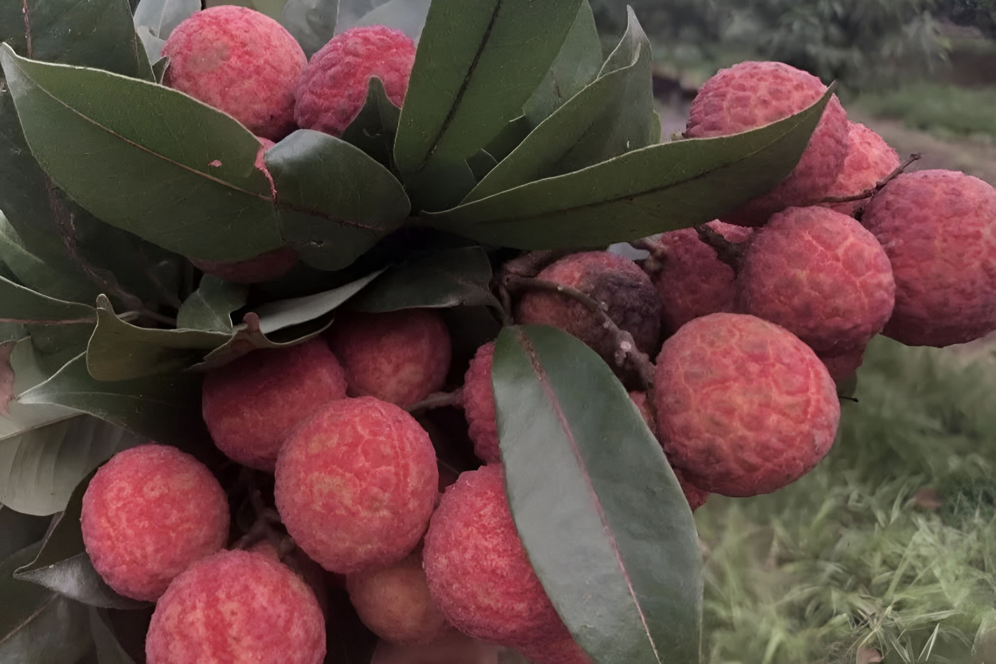 Reibey Estate | Jomaa Hospitality Weddings Vouchers - Image 8