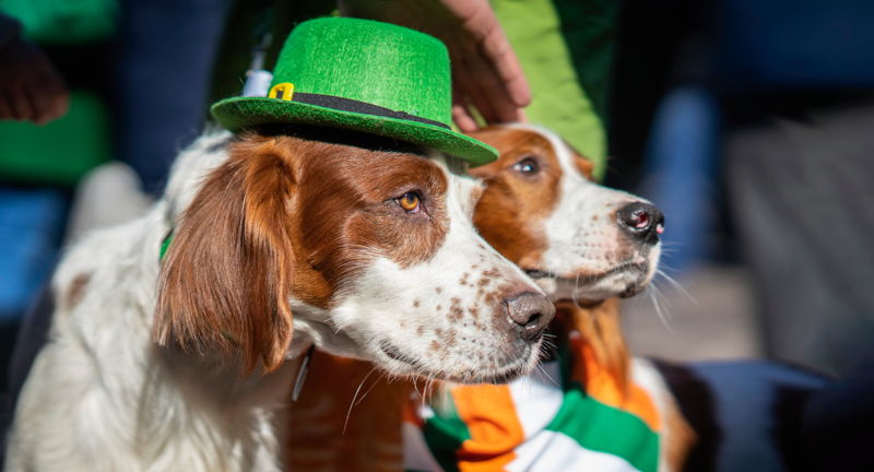Irish Pet Contest 