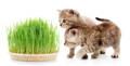 wheat grass can be good for pets