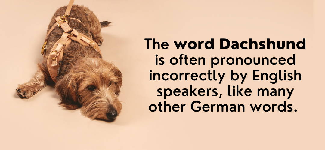 the word dachshund is often pronounced incorrectly