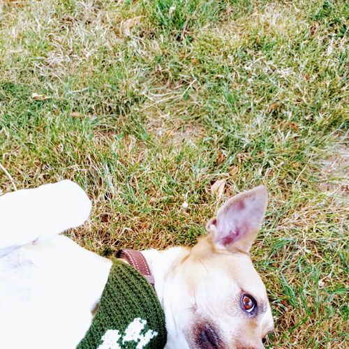 Bijpassende kap en hondenbandana