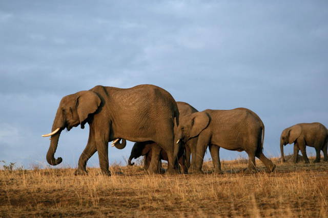 13 Days Best of Kenya Wildlife Safari Trail from Nairobi to Mombasa