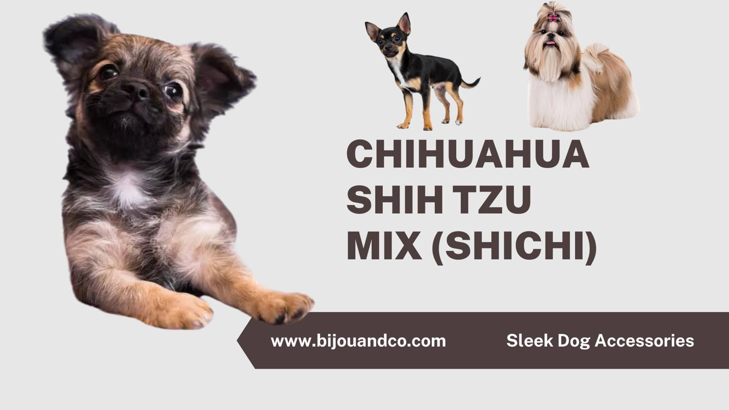 chihuahua shih tzu mix