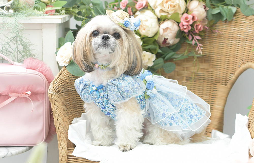 公式通販 - 人気アイテム多数 Luxebirdie（リュクスバーディ）|小型犬とのリュクスな生活を 犬服・アクセサリー