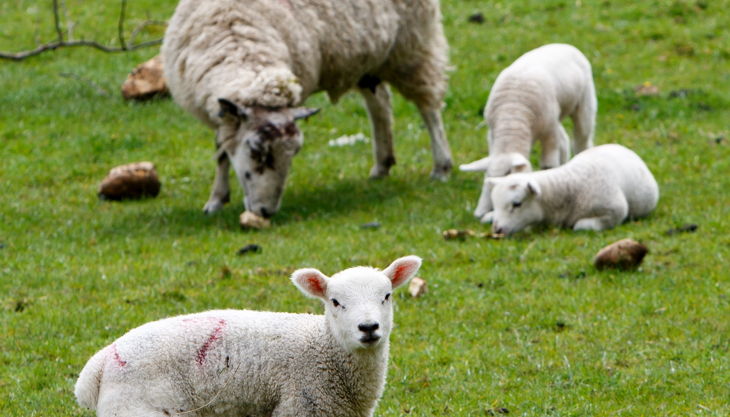 hofgut graue presse schafe auf wiese