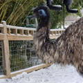 emu-covered-in-snow-gypsy-shoals-farm