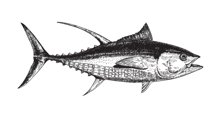 An image of a a tuna fish