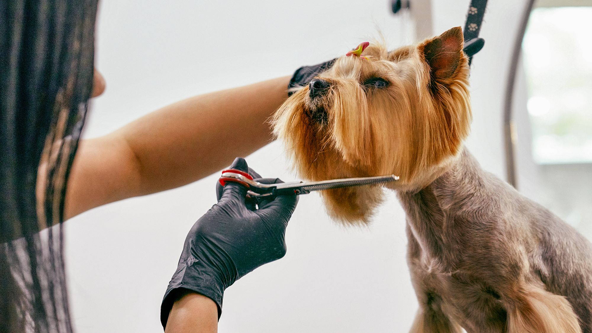 chorkie grooming