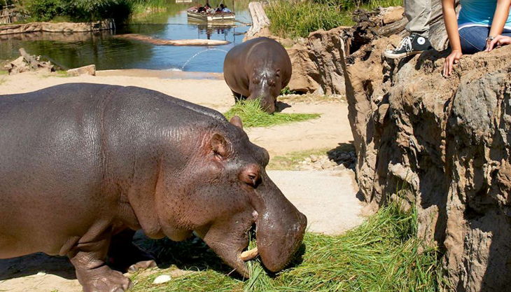 zoom erlebniswelt flusspferde