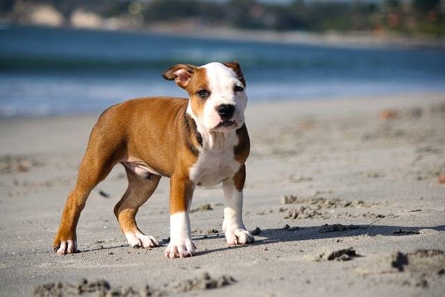 mix chihuahua and pitbull