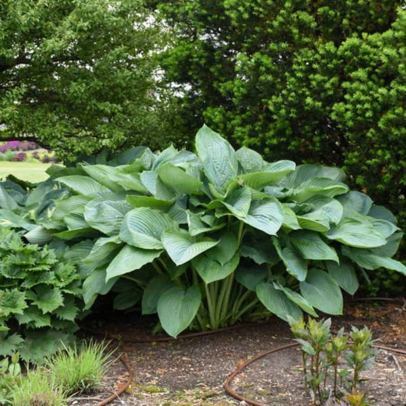Large hosta plant in the garden