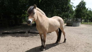 alte fasanerie berlin pferd