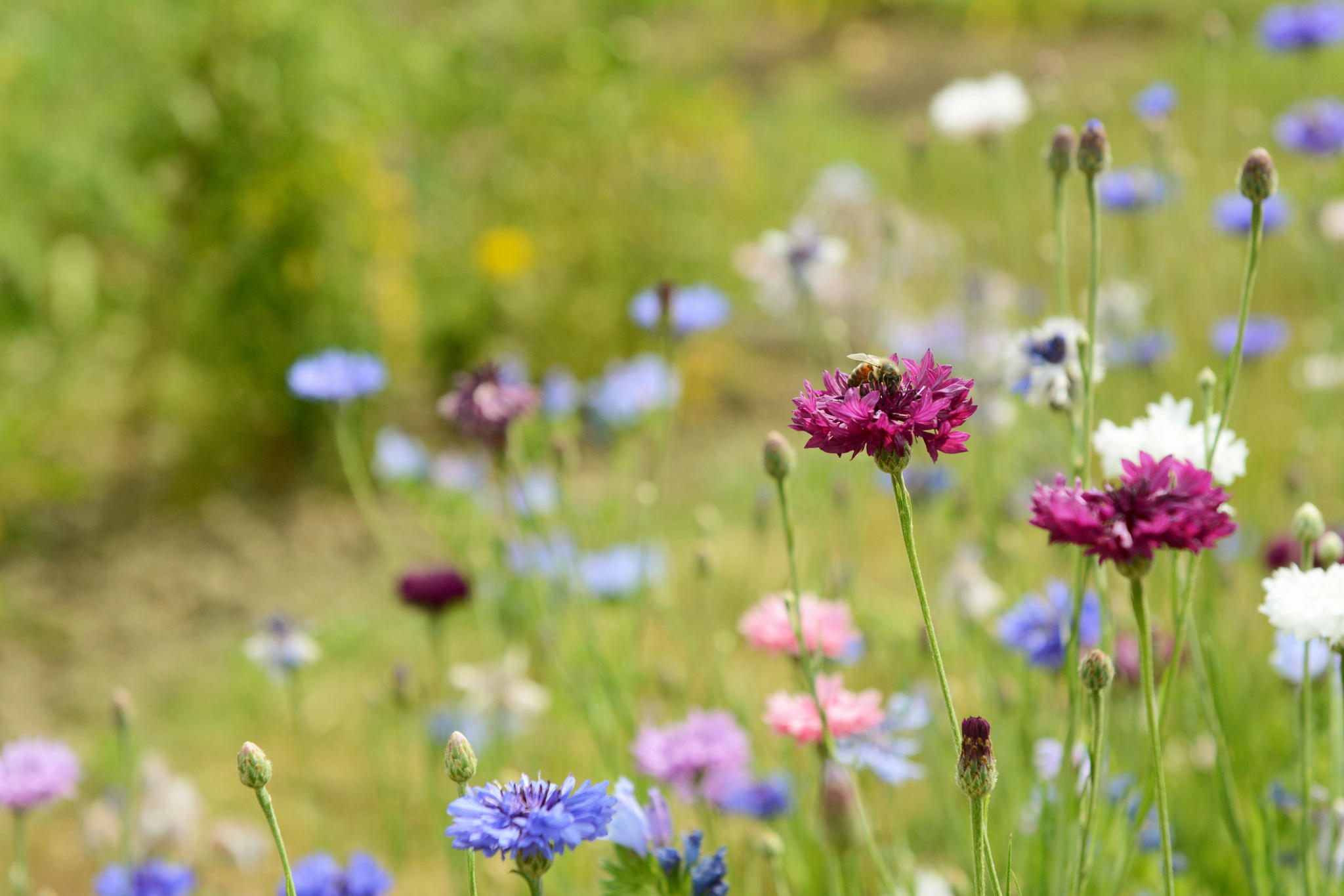 No Mow May: Cultivating Biodiversity in Our Green Spaces 