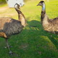 male_and_female_emu_pair_gypsy_shoals_farm
