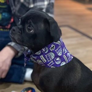 MoonPie's Pet Toy Fund