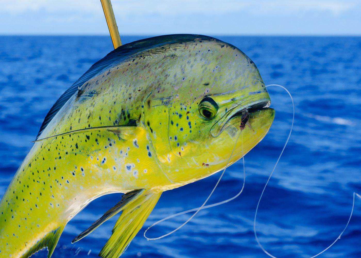 best dorado trolling lure
