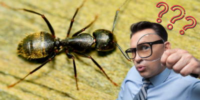 what_ants_carpenter_look_like