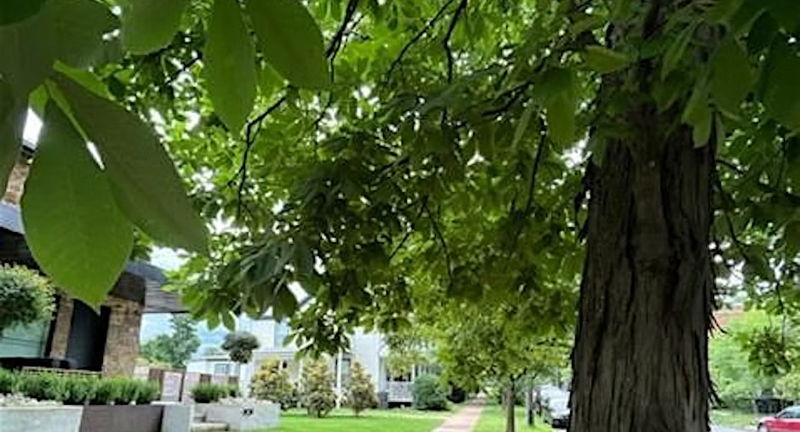 Urban Tree Walk in Belmont - Part I