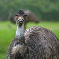 gypsy-shoals-farm-playful-emu gypsy-shoals-farm-playful-emu