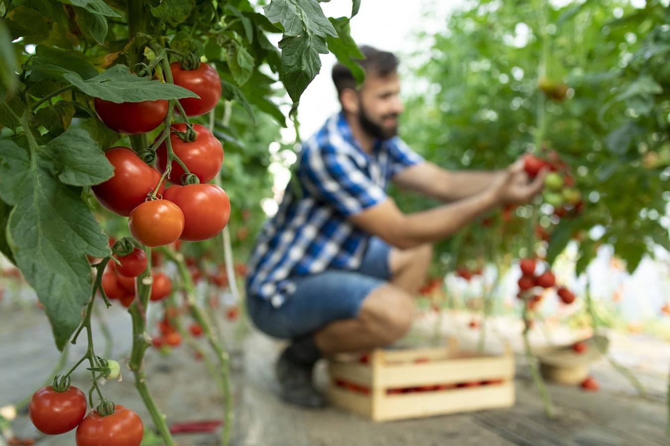 farmer-picking-up-fresh-ripe-tomato-vegetables-putting-into-wooden-crate