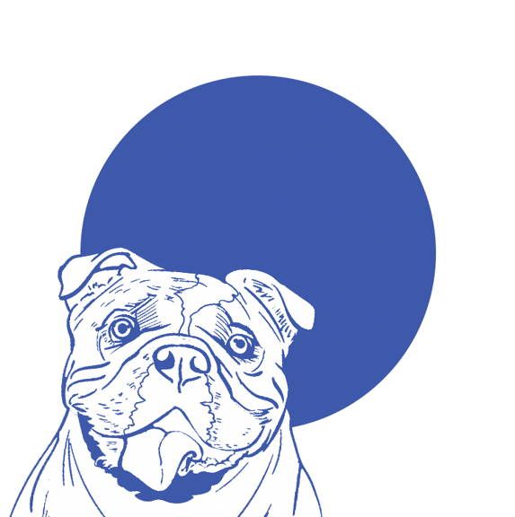 Bulldog face drawing curafyt