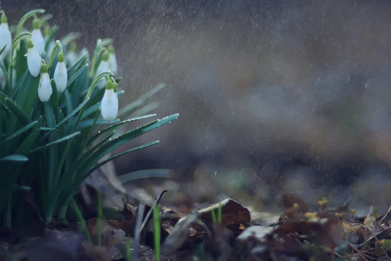 Spring flowers in a rainstorm