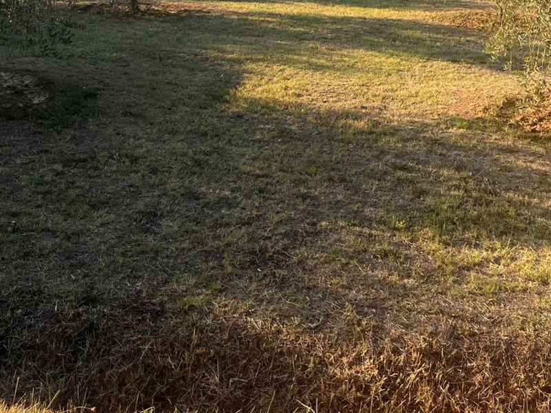 Cooking Classes Cortona: Getting hands-on in the hills: pizza and tiramisu in Cortona