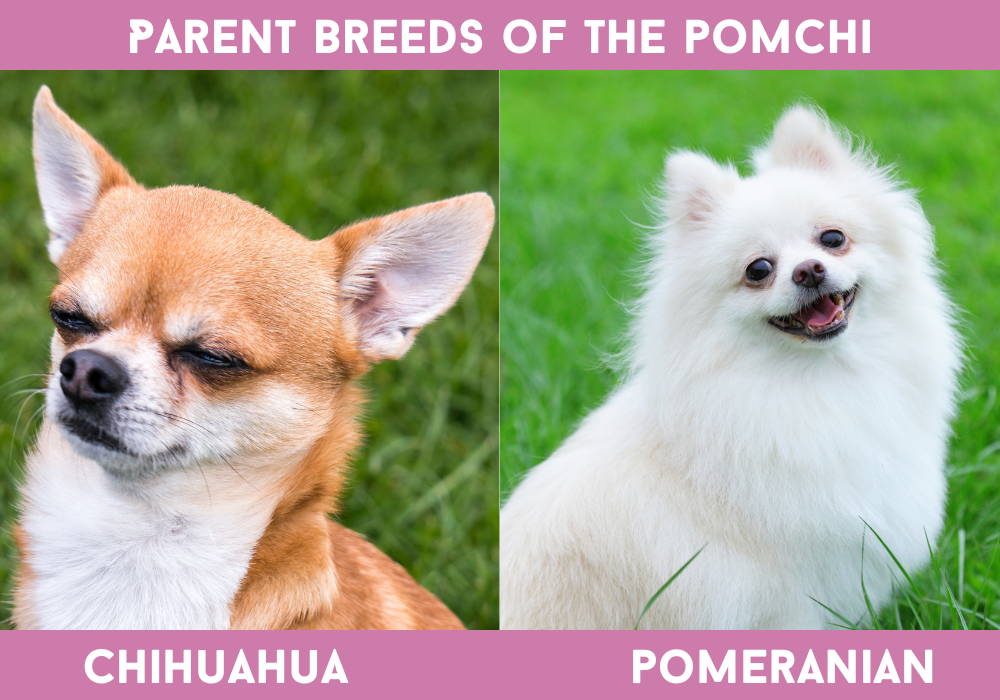 pomeranian mixed with chihuahua
