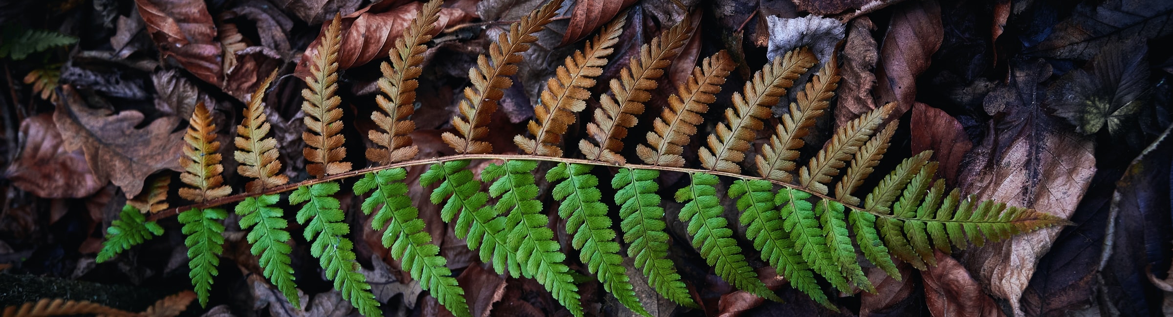 Fern leaf, dead and alive
