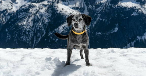 A grey dog standing on a snowy mountain while wearing a yellow Little Pine collar