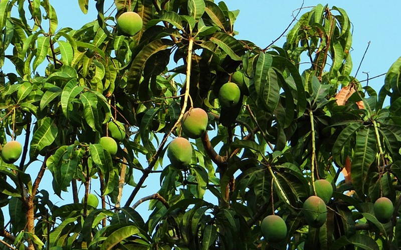 Discover the Delicious Mangoes Benefits - African Mango