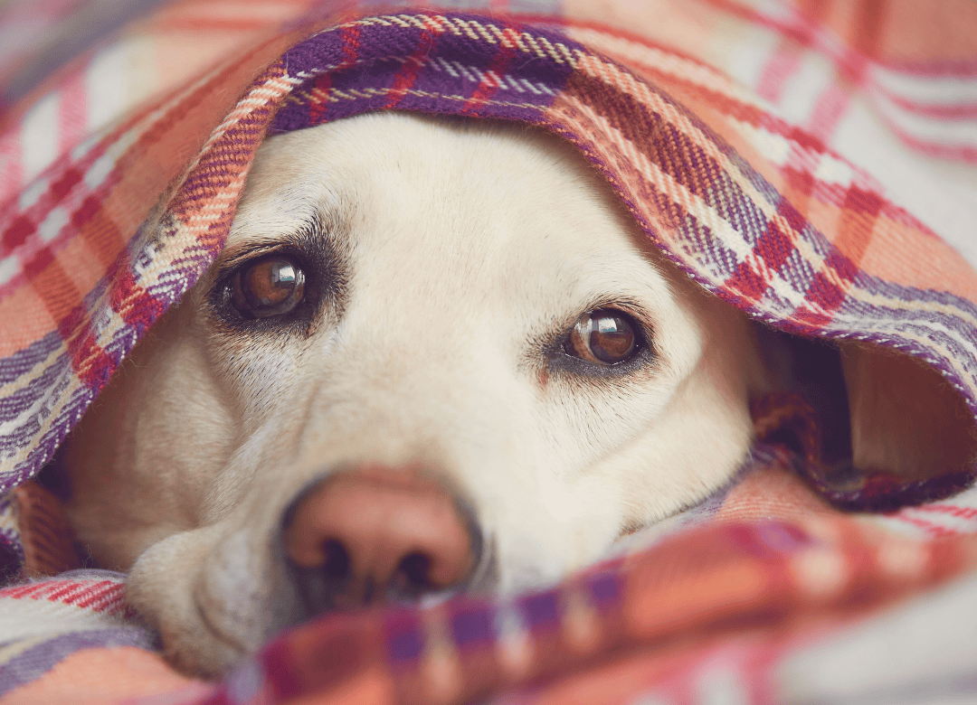 Effectively Calm a Dog: Surprising Solutions!