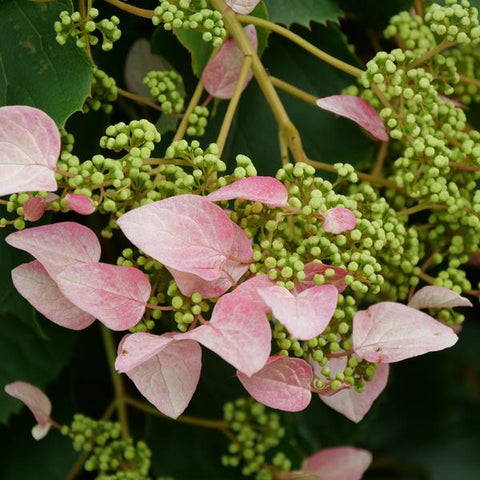 Rose Sensation False Hydrangea Vine