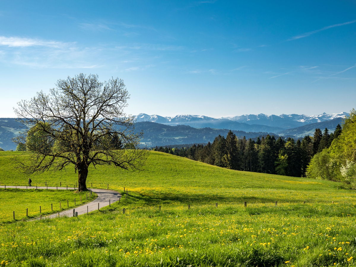 View over green meadows to mountain range in the background