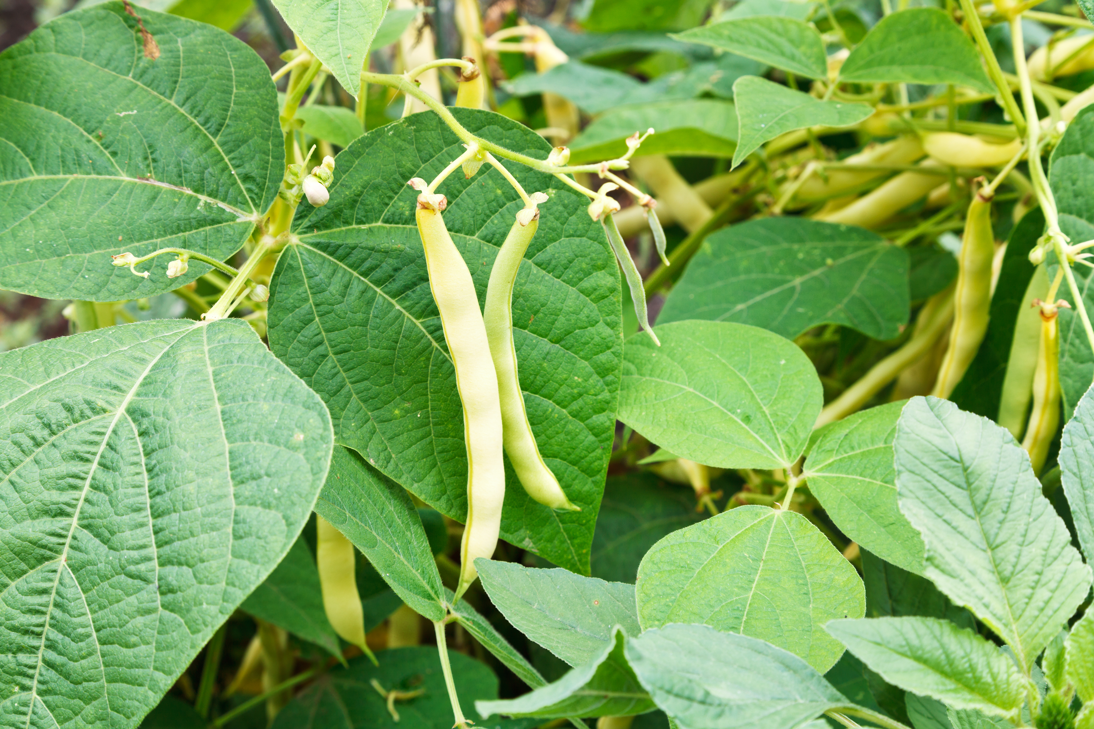 Bean plants with yellow bean pods
