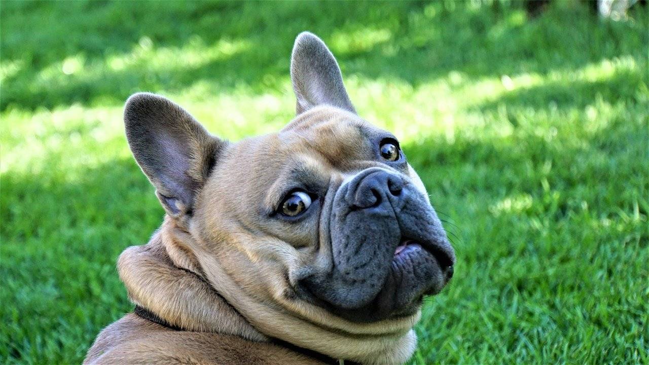 why does my french bulldog fart so much