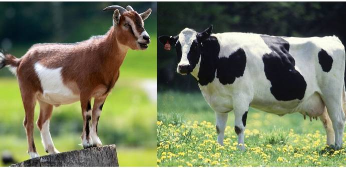 Goat vs cow