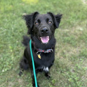 Our Pet Fund